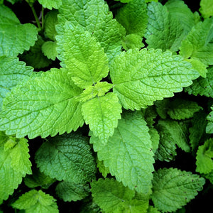 Ingredient Image 1