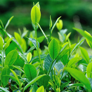 Ingredient Image 1